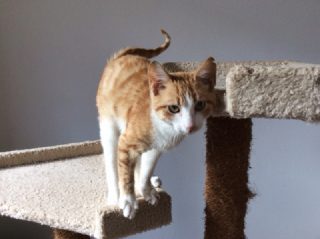 Kater Topolino sucht ein Zuhause