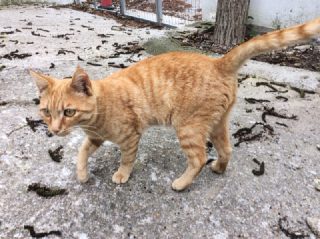 Kater Tigger sucht ein Zuhause