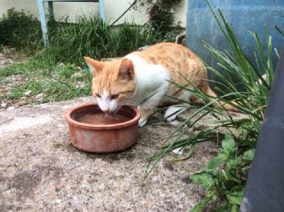 Kater Topolino sucht ein Zuhause