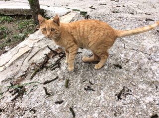 Kater Tigger sucht ein Zuhause