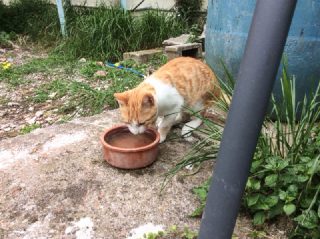 Kater Topolino sucht ein Zuhause