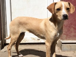 Rollie - Hund sucht zuhause