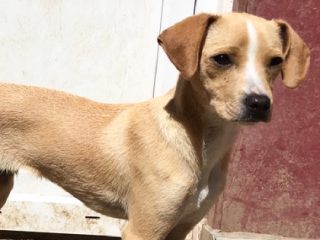 Rollie - Hund sucht zuhause