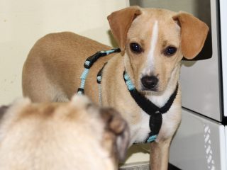 Rollie - Hund sucht zuhause
