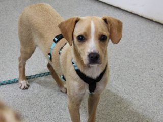 Rollie - Hund sucht zuhause