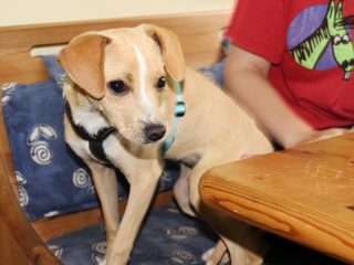Rollie - Hund sucht zuhause