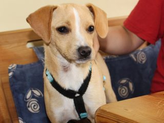 Rollie - Hund sucht zuhause