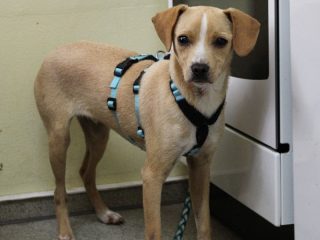 Rollie - Hund sucht zuhause