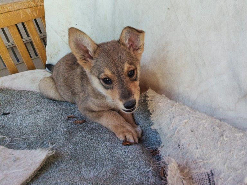 Balou