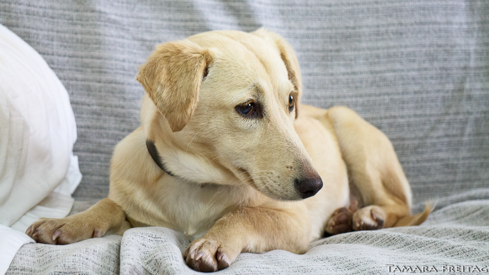 Unsere kleine Fellnase sucht das goldene Körbchen