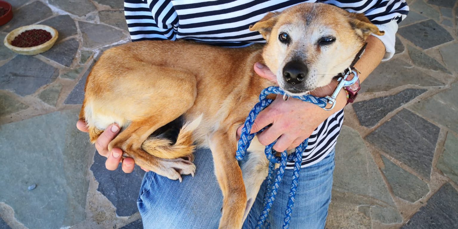 Kira sucht Paten APAL Kreta