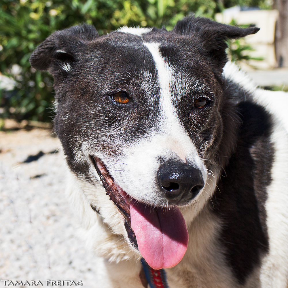 Bubu hat ein Zuhause APAL Kreta