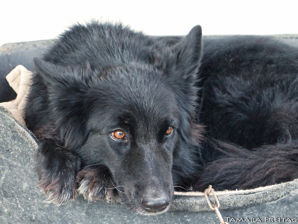 mørke tank revidere Luna Hund Archive - APAL Kreta