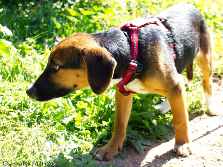 Snoopy, Patty und Schröder haben ein Zuhause APAL Kreta